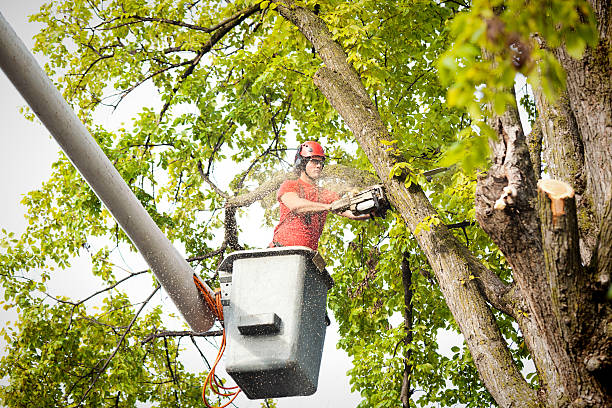 Reliable Bell Acres, PA Tree Care Services Solutions